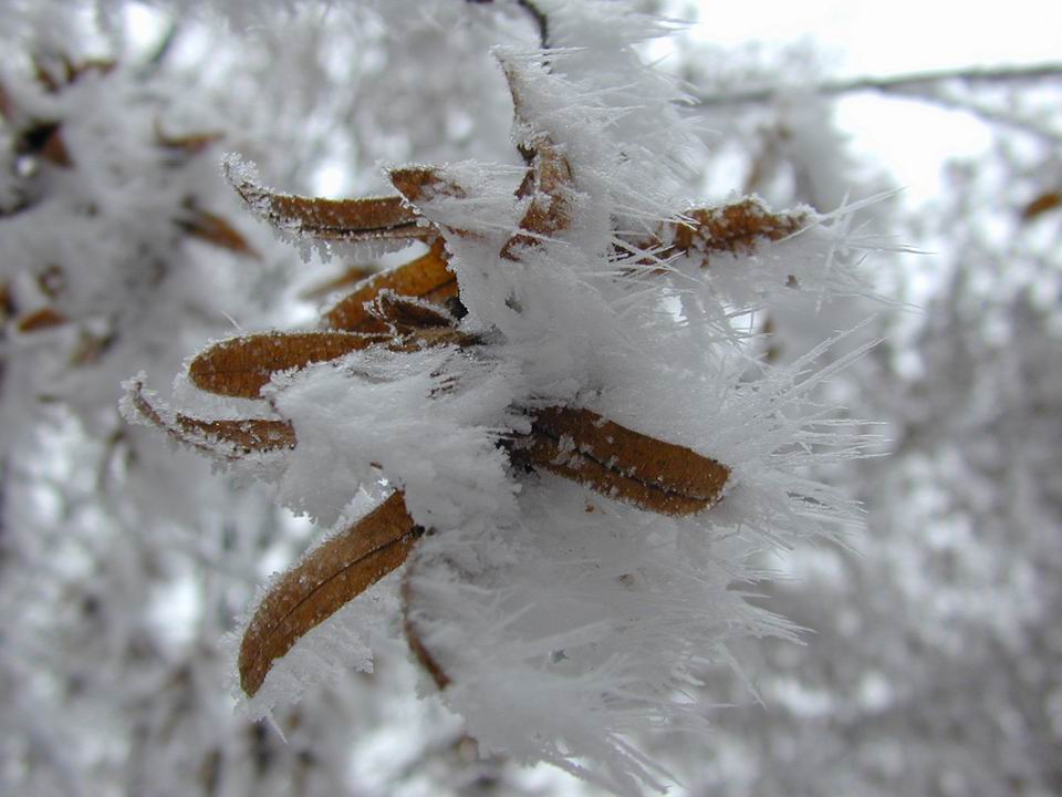 Frost in Wald