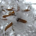 Frost in Wald