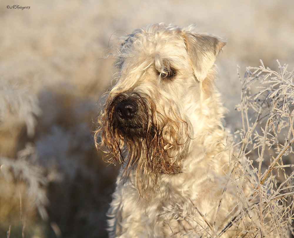 "Frost" Irish Soft Coated Wheaten Terrier