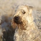 "Frost" Irish Soft Coated Wheaten Terrier