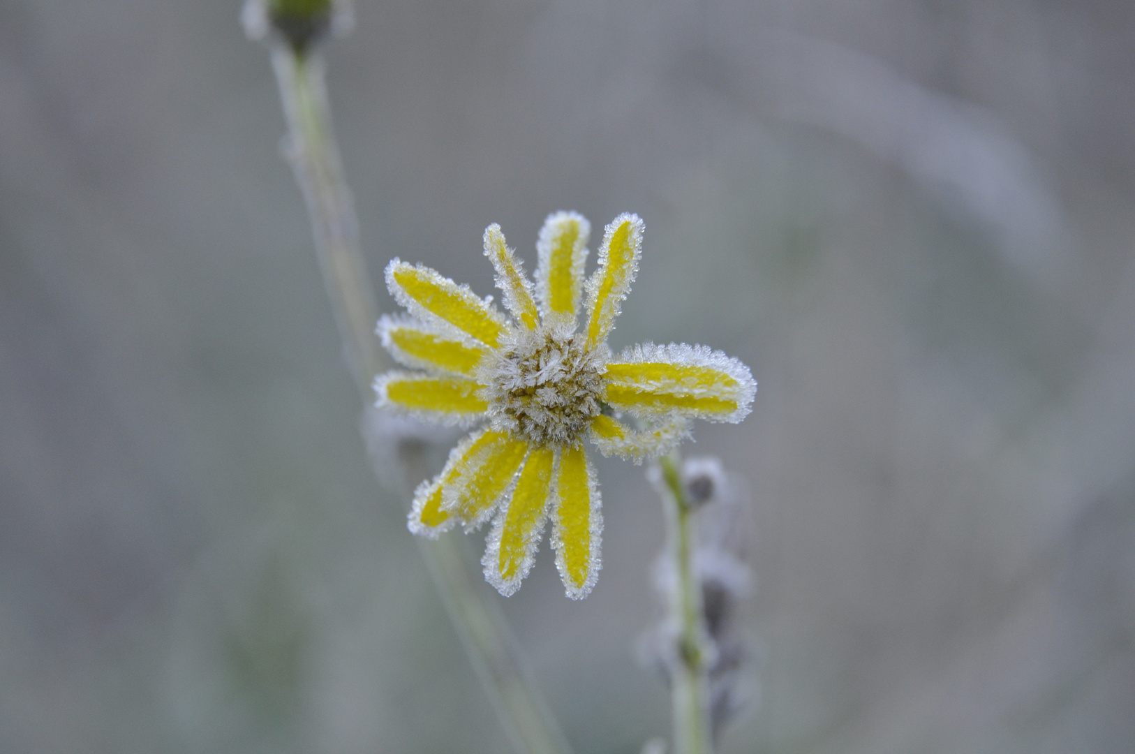 Frost ist auch was feines