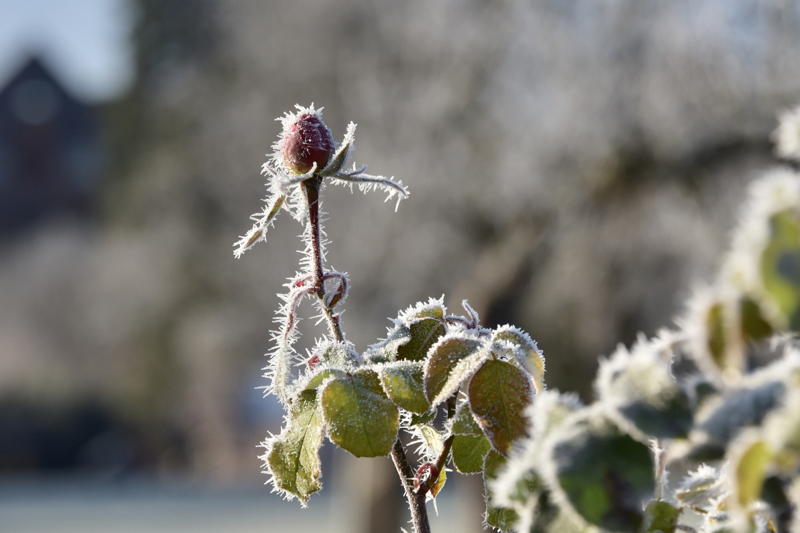 Frost kann so schön sein 1/7