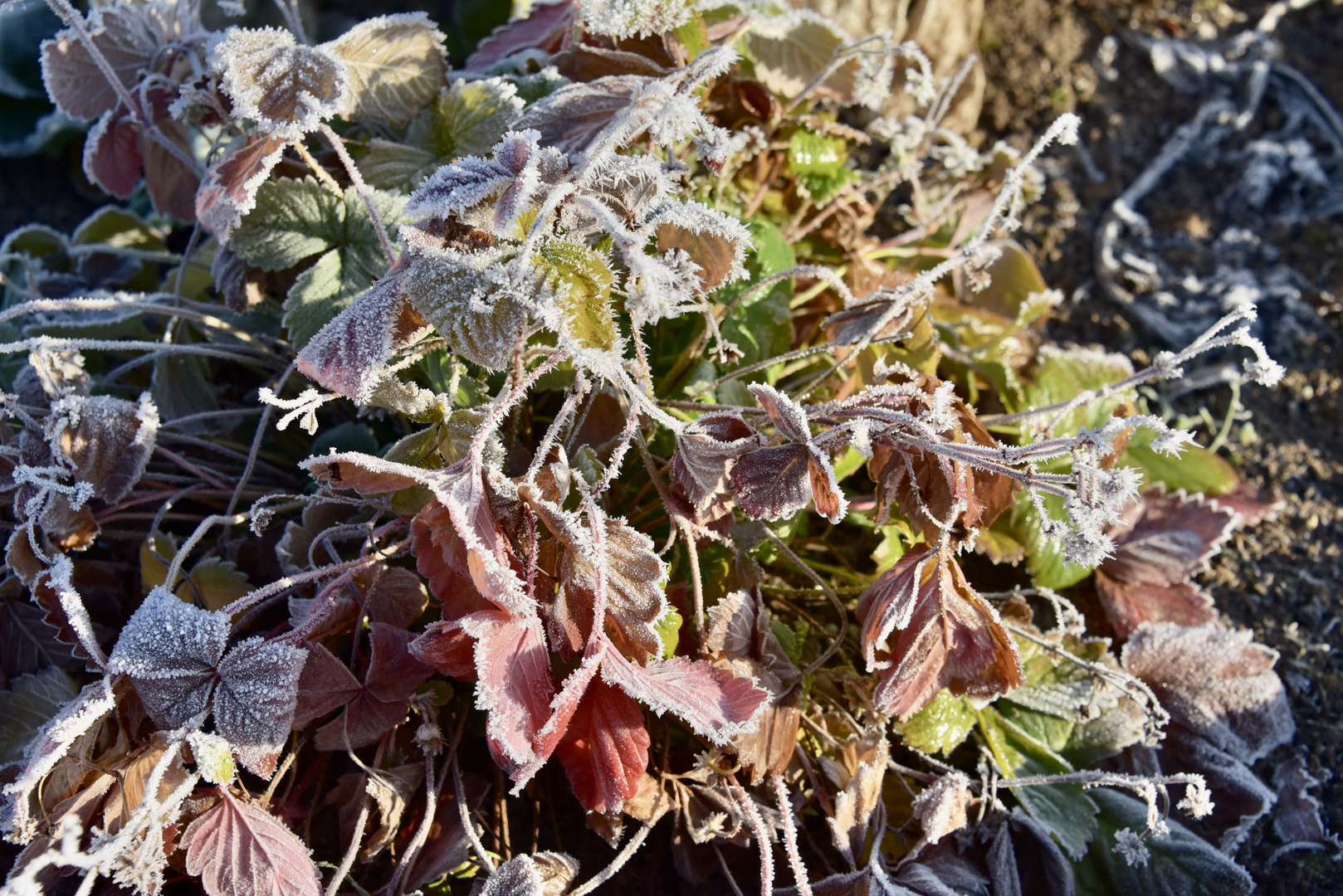 Frost kann so schön sein 2/7