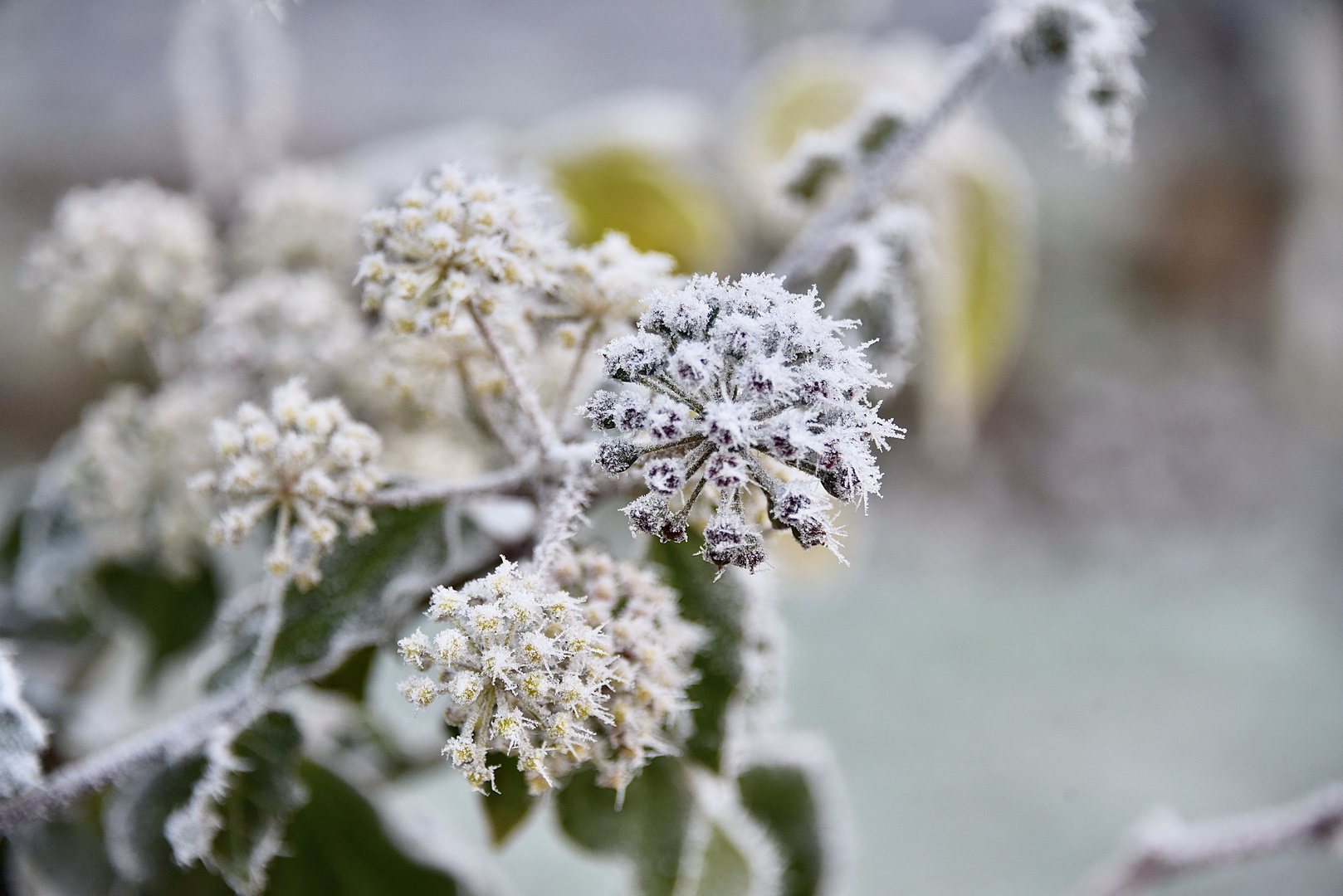 Frost kann so schön sein 3/7