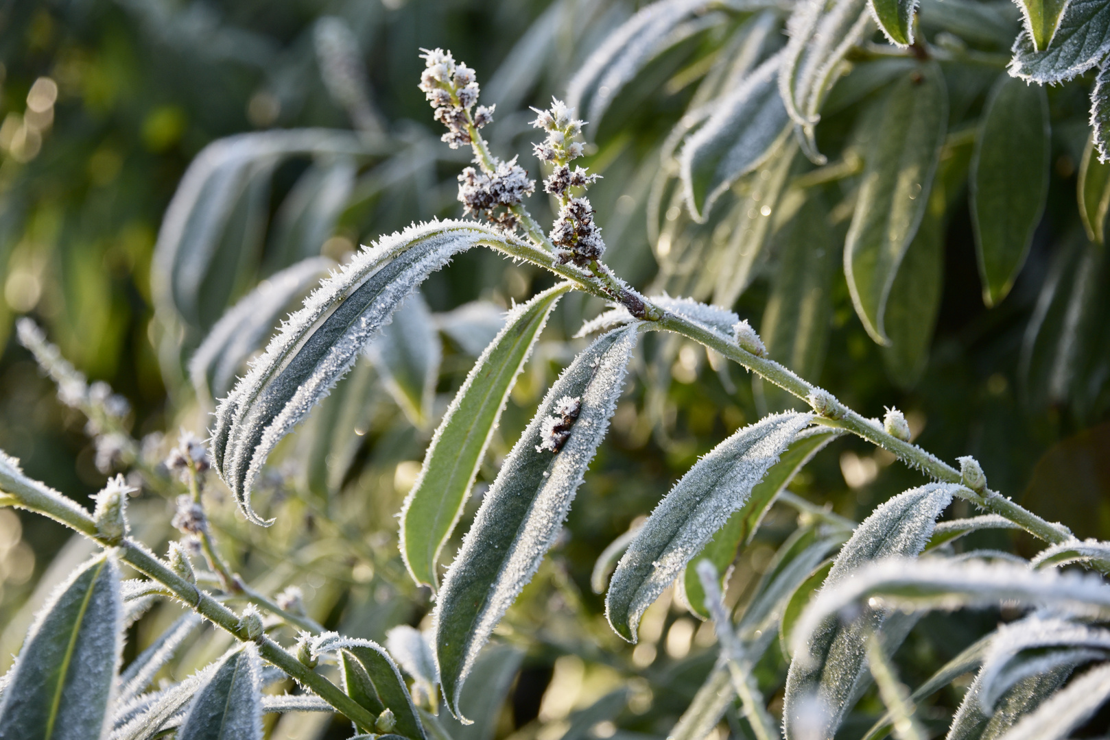 Frost kann so schön sein 5/7