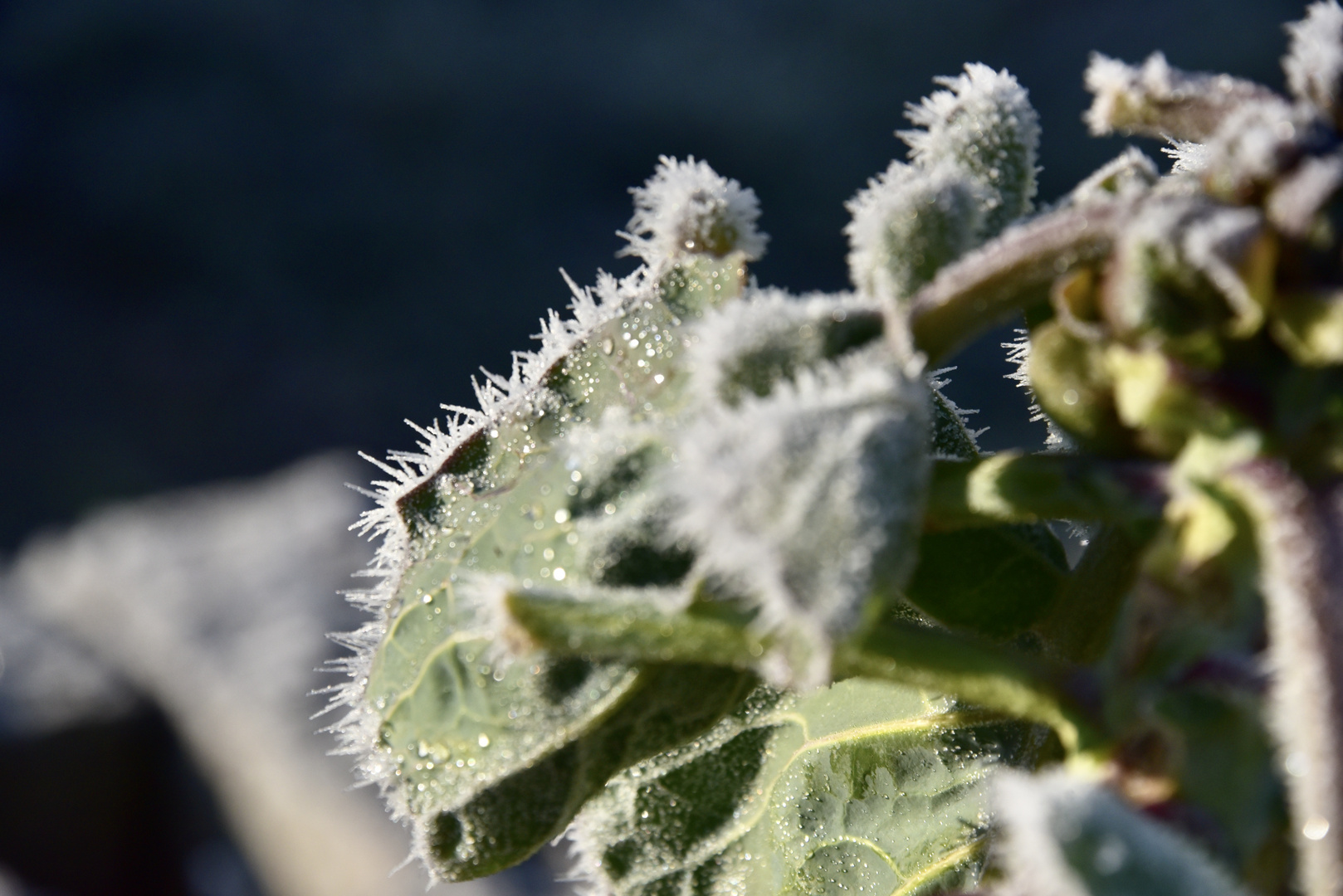 Frost kann so schön sein 6/7