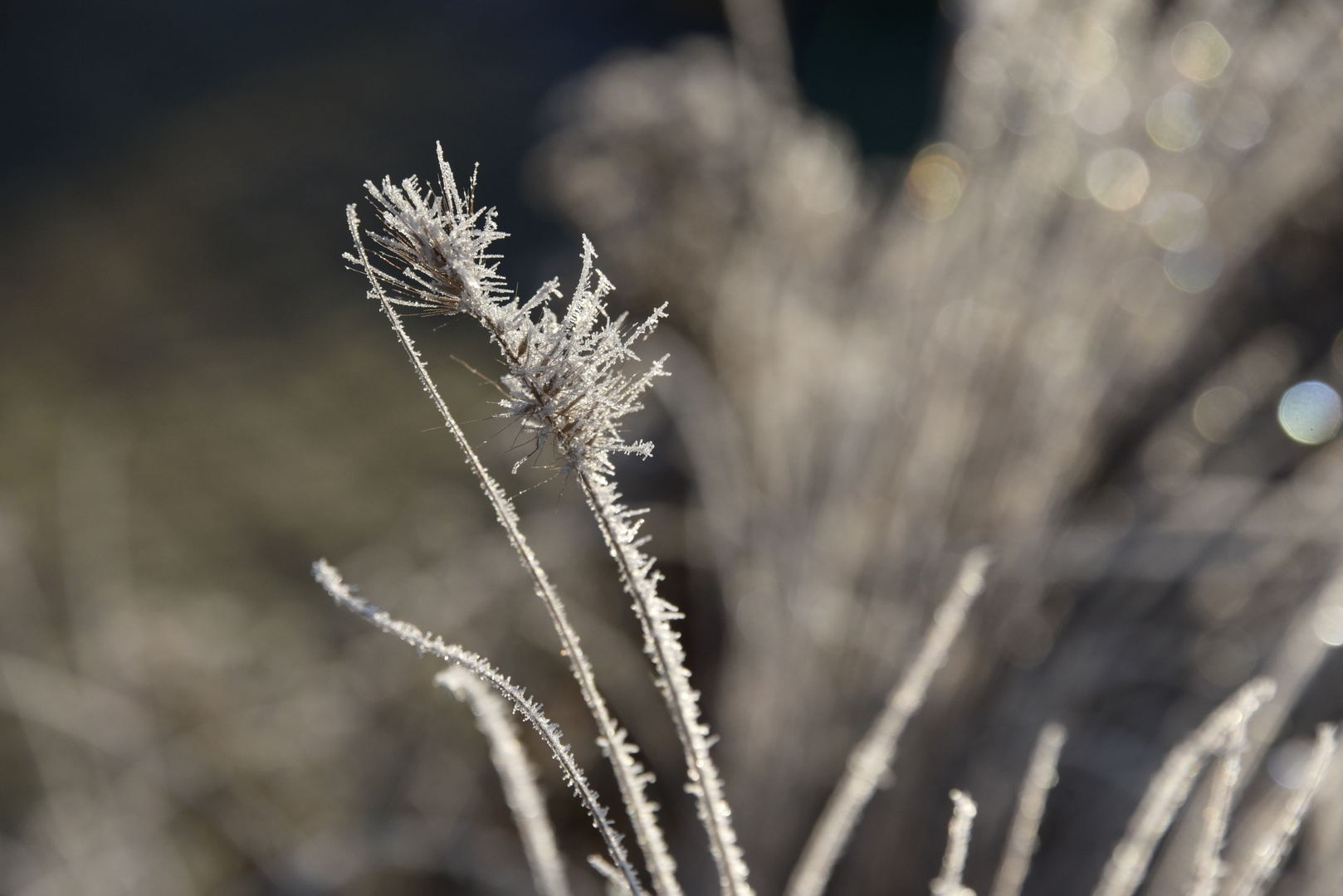 Frost kann so schön sein 7/7