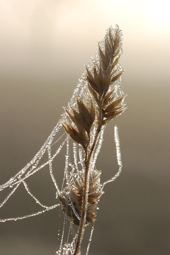 Frost küsst Getreide