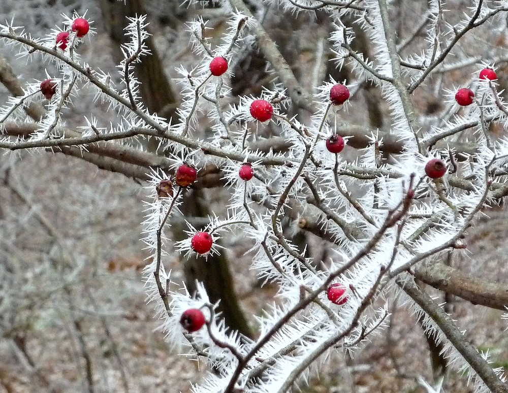 Frost lässt Eiszapfen entstehen