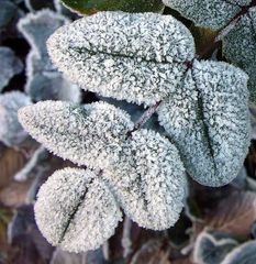 Frost! Leaf me alone :-)