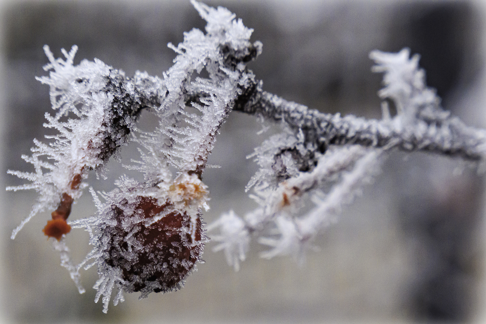 Frost - Makro