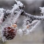 Frost - Makro