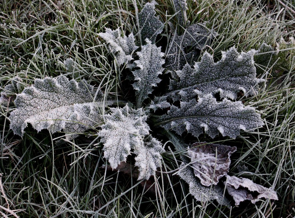 Frost monochrome