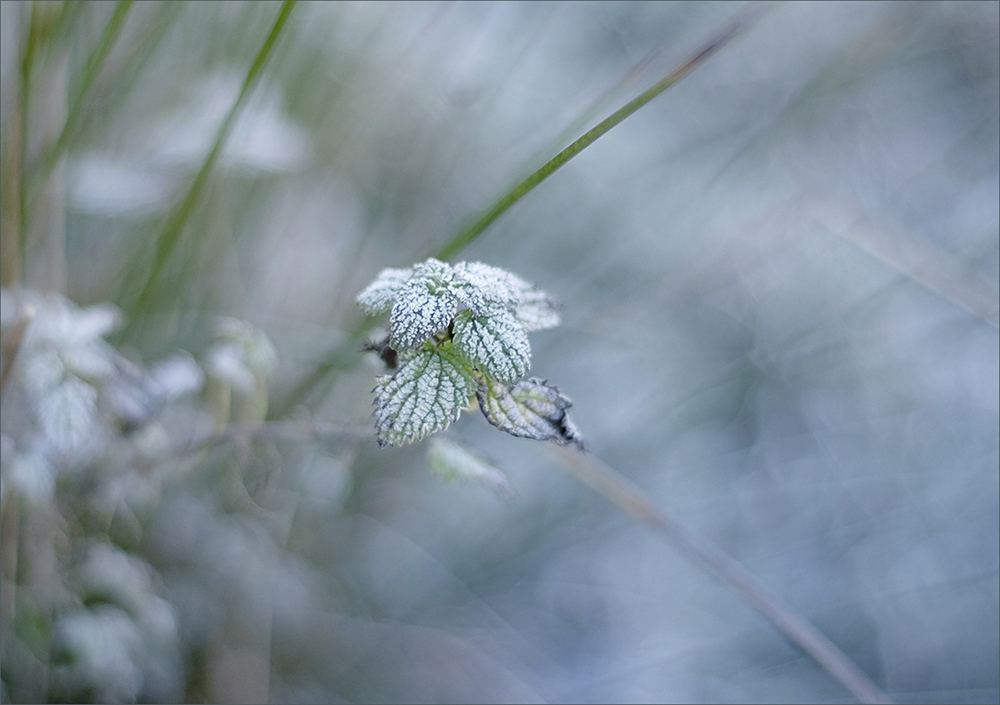 frost-morgen