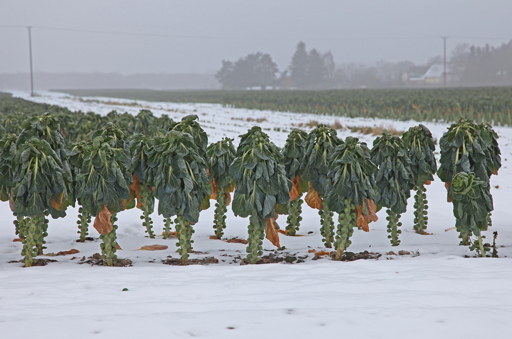 Frost muss er haben!