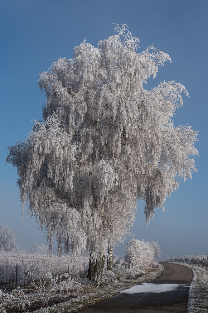 Frost Neujahr!  (3)