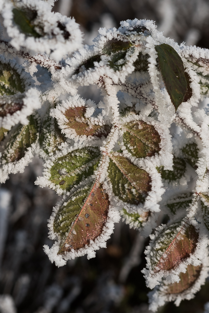 Frost Neujahr!  (4)