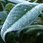 Frost oder die zweite Haut