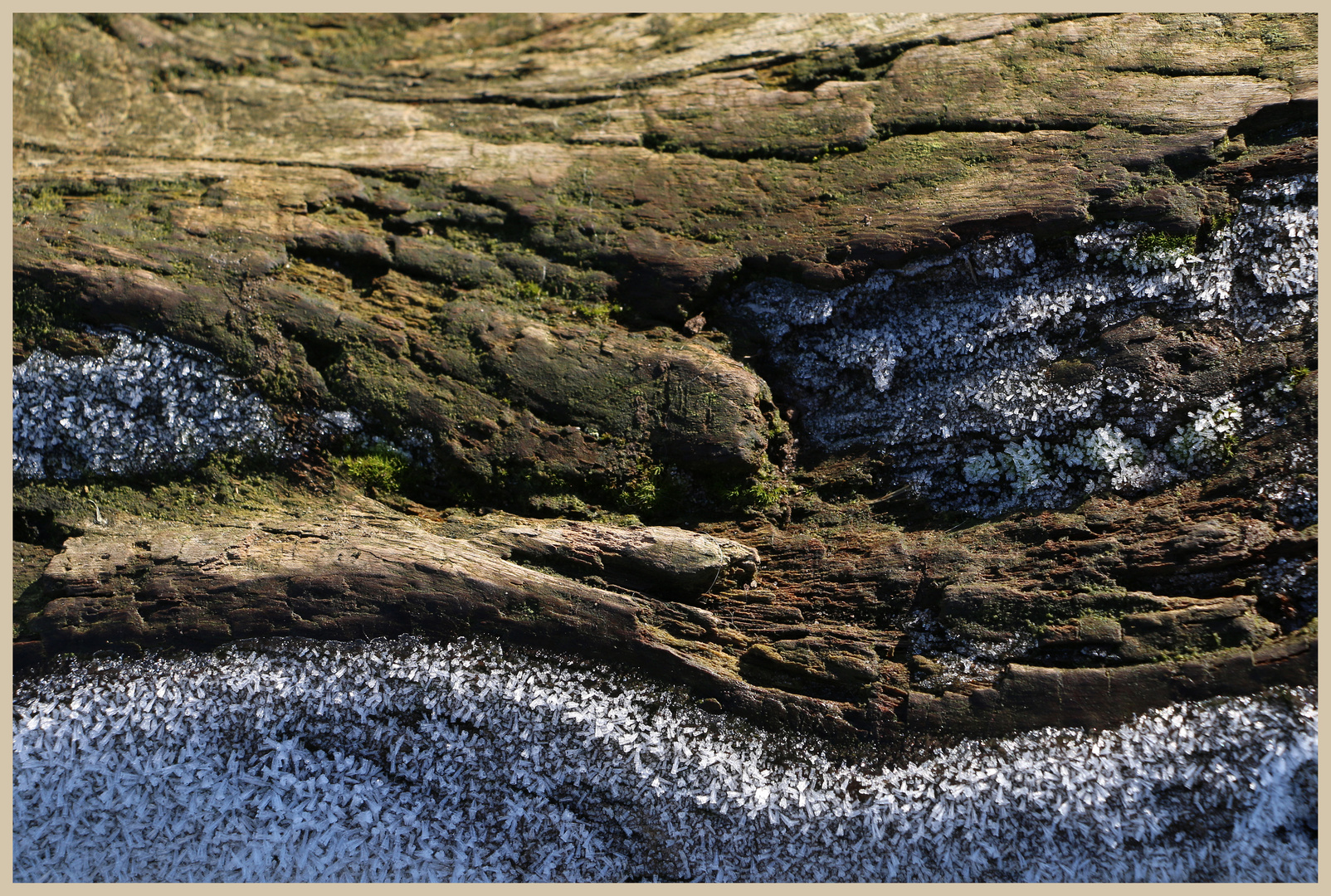 frost on a log 3