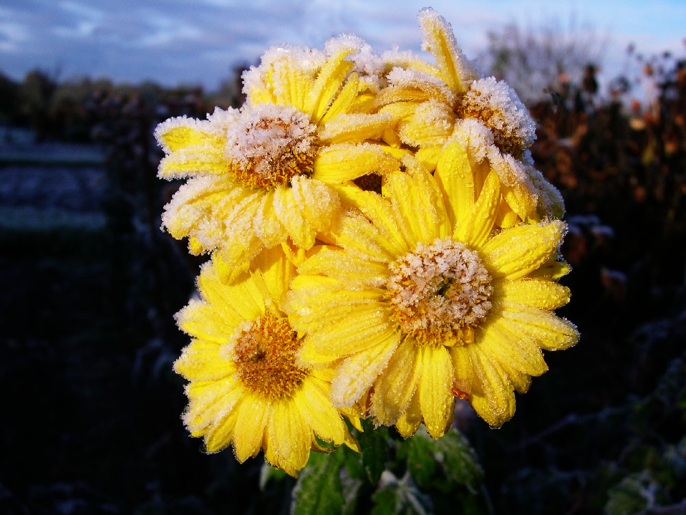 Frost on Flowers