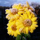 Frost on Flowers