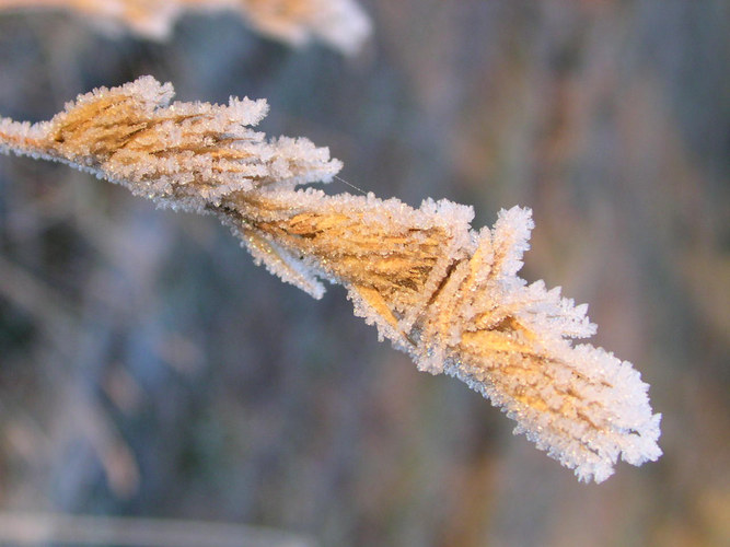 Frost on grass.