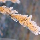 Frost on grass.