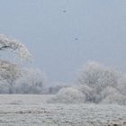 Frost on trees