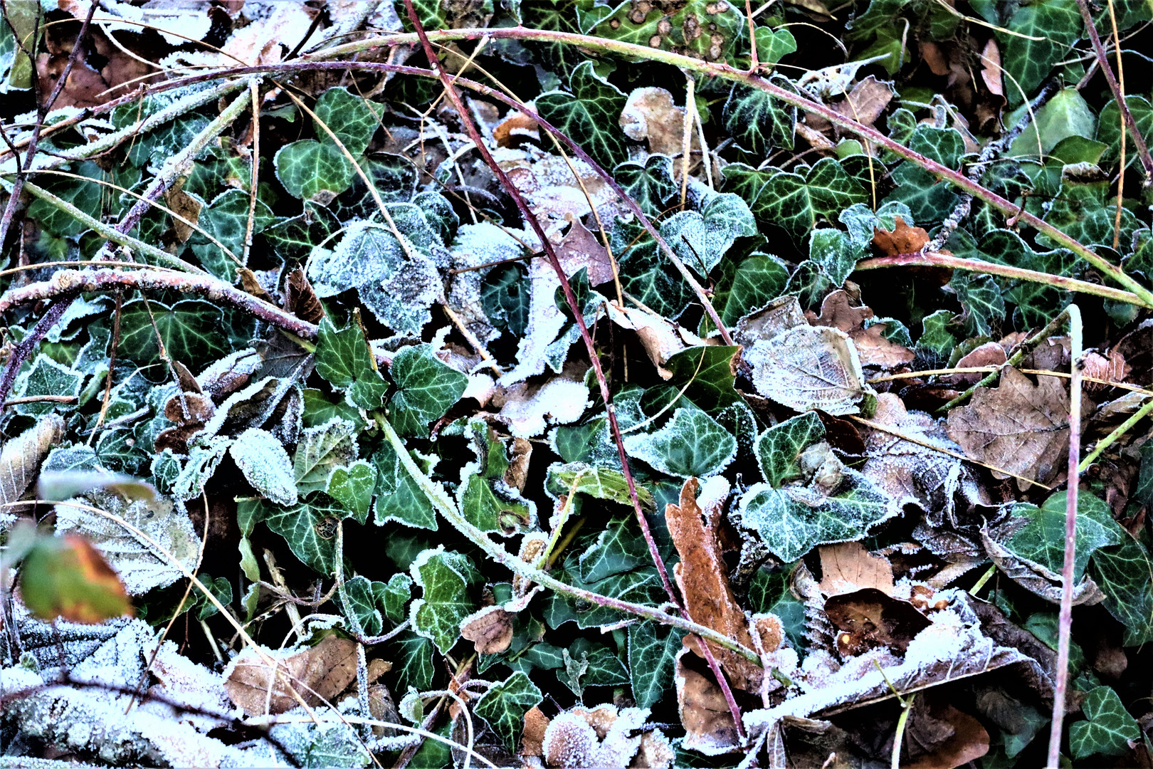 Frost Raureif und Pflanzen im Winter