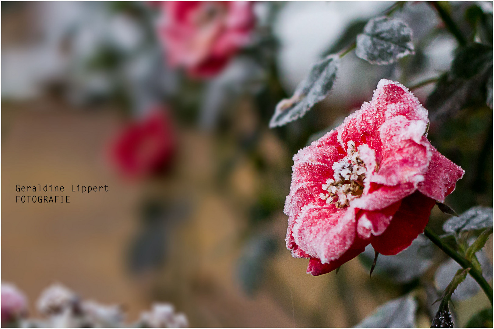 Frost Rose