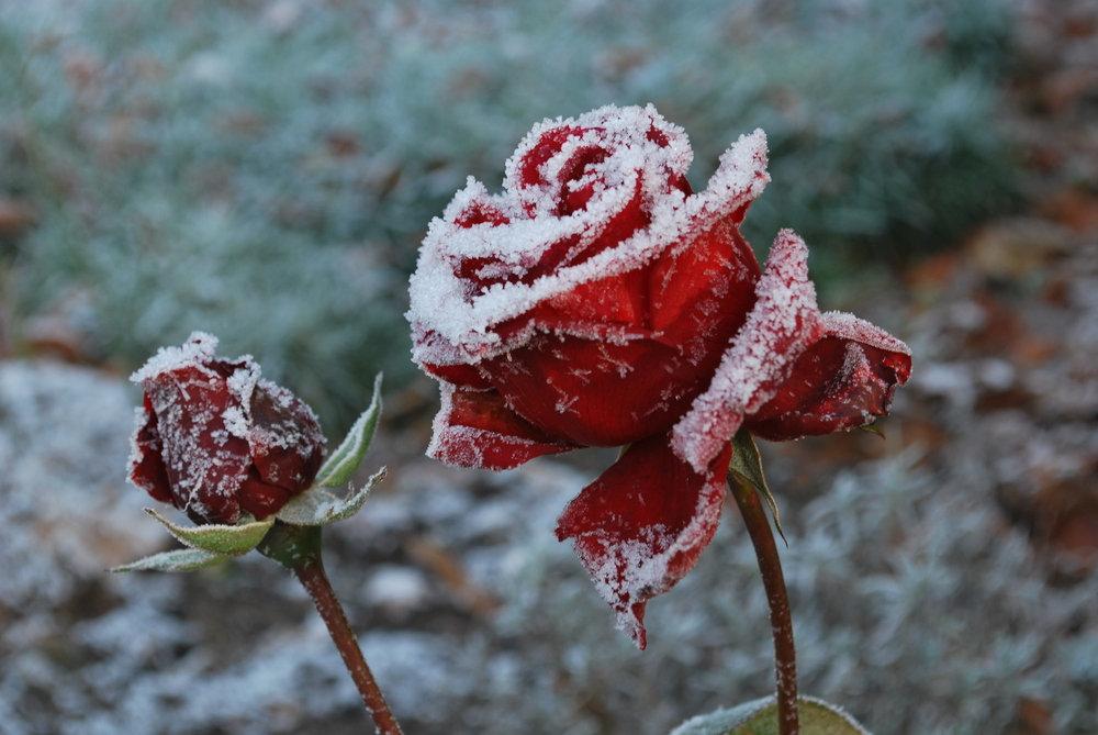 Frost-Rose