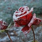 Frost-Rose