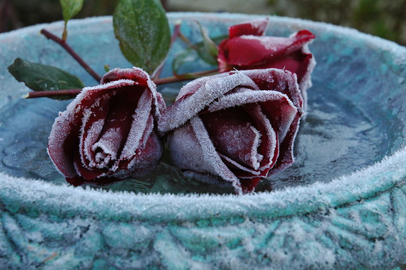 Frost Rose