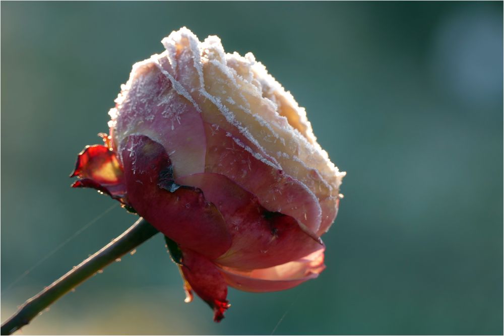 Frost-Rose