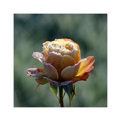 Frost-Rose III