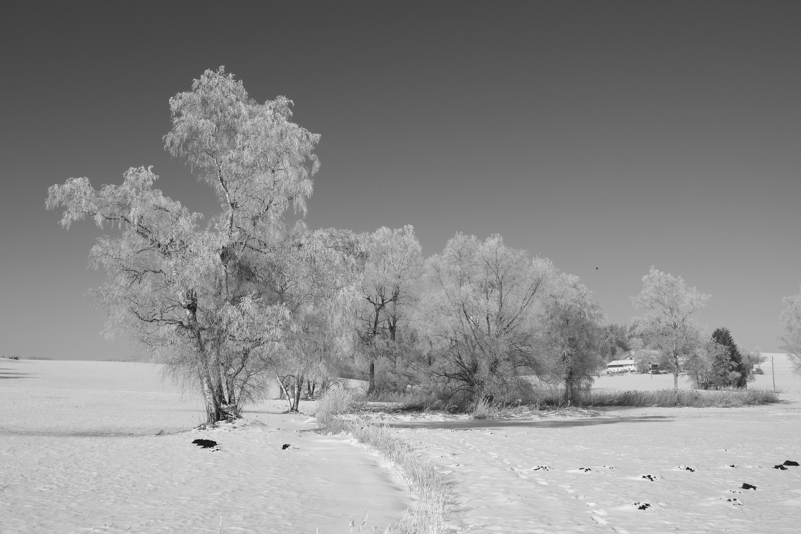 Frost + Sonne = Raureif = wunderschön