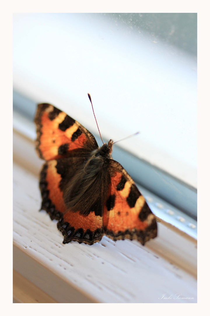 Frost, Sonne und ein Schmetterling