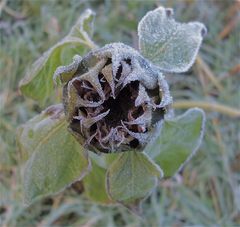 Frost-Sonnenblume