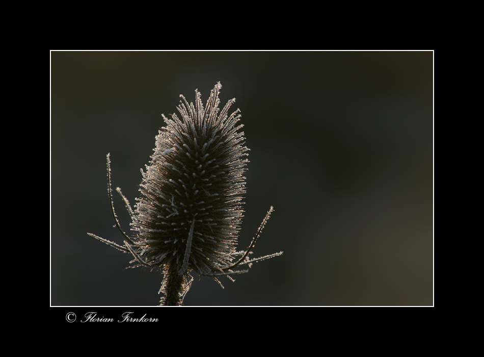 Frost Stacheln