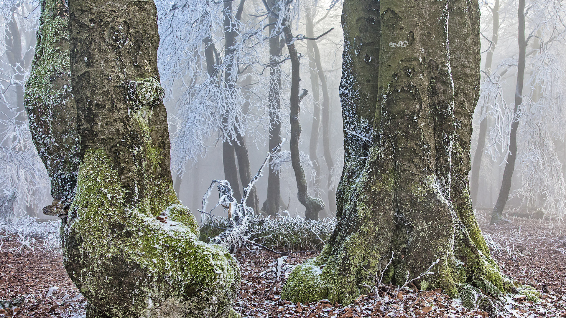 FROST-STARRE auf dem GROSSEN FELDBERG im Taunus  (2)