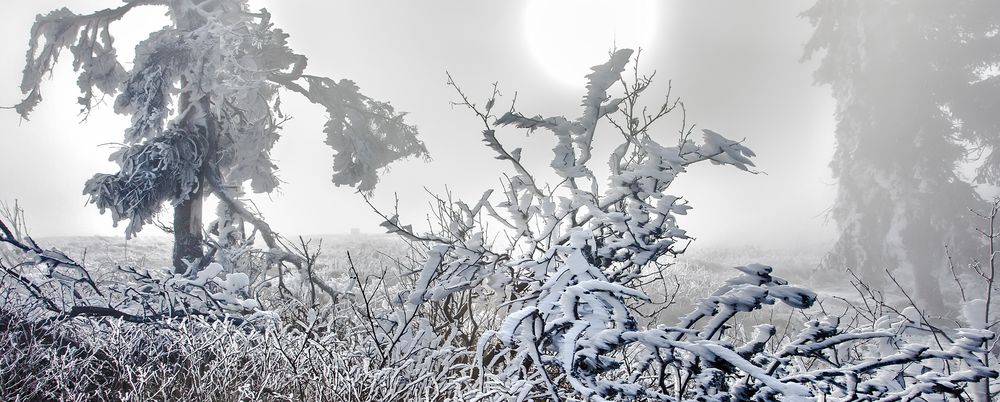 FROST-STARRE auf dem GROSSEN FELDBERG im Taunus  (3)