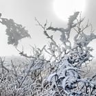 FROST-STARRE auf dem GROSSEN FELDBERG im Taunus  (3)