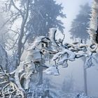 FROST-STARRE auf dem GROSSEN FELDBERG im Taunus  (4)