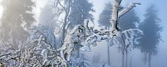 FROST-STARRE auf dem GROSSEN FELDBERG im Taunus  (4)