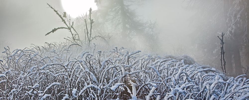 FROST-STARRE auf dem GROSSEN FELDBERG im Taunus (6)