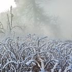 FROST-STARRE auf dem GROSSEN FELDBERG im Taunus (6)