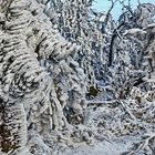 FROST-STARRE auf dem GROSSEN FELDBERG im Taunus (7)