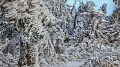 FROST-STARRE auf dem GROSSEN FELDBERG im Taunus (7)