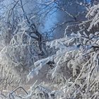 FROST-STARRE auf dem GROSSEN FELDBERG im Taunus (8)