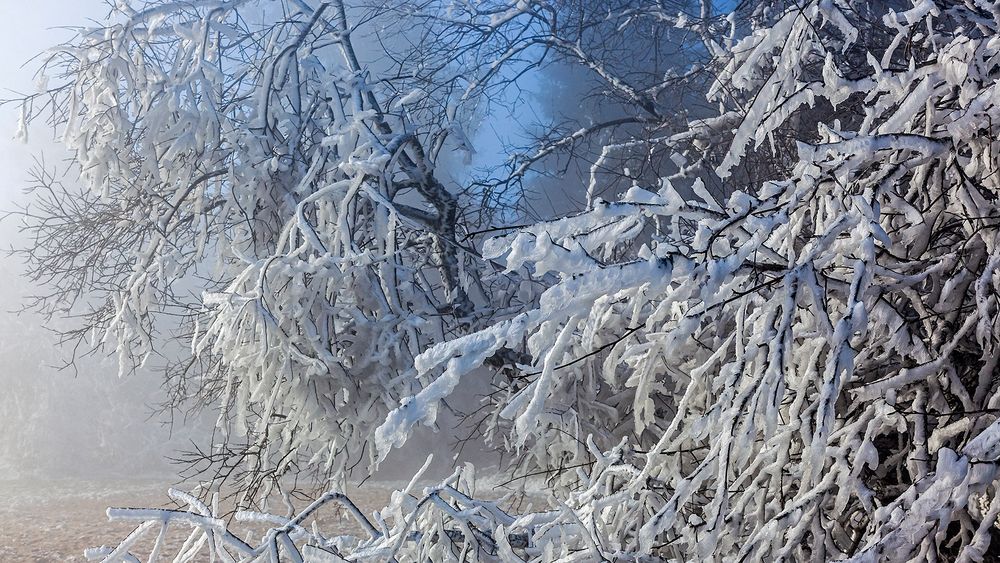 FROST-STARRE auf dem GROSSEN FELDBERG im Taunus (8)